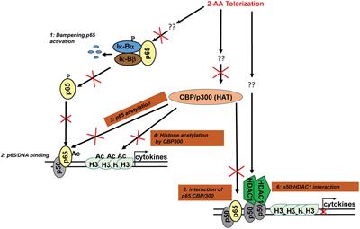 NF-κBp50 and HDAC1 Interaction Is Implicated in the Host Tolerance to Infection Mediated by the Bacterial Quorum Sensing Signal 2-Aminoacetophenone